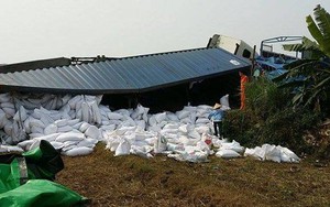 Xe container lật bất ngờ, 70 tấn gạo bị hất xuống ruộng