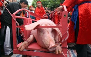 Lễ hội chém lợn: Vì sao người dân lại thích nhúng tiền vào máu?