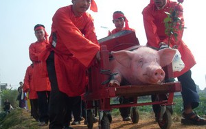 Lễ chém lợn: Hình ảnh đáng sợ nhất là những con lợn giãy giụa