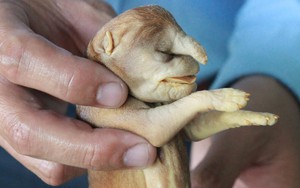 Chó con vòi voi, miệng khỉ, chưa từng thấy tại Việt Nam
