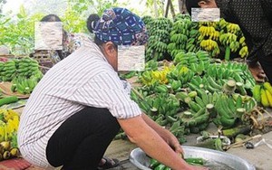 Kinh hoàng cách làm chuối chín đẹp từ thuốc diệt cỏ chứa Dioxin