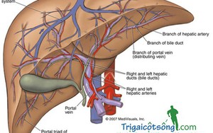 Dấu hiệu dễ nhận ra báo động gan bạn đã nhiễm quá nhiều độc tố