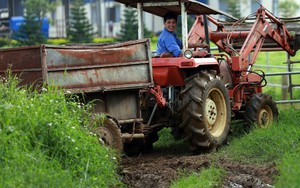 “Ông lớn” TPP có thực sự đáng sợ với ngành chăn nuôi?