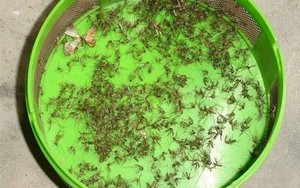 4 "chiêu" quét sạch muỗi, kiến, gián, chuột ra khỏi nhà bạn