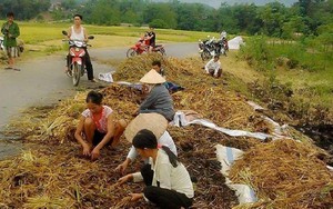 Kẻ lạ mặt châm lửa đốt lúa của dân lúc 1 giờ sáng