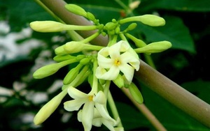 Mẹo hay trị ho không dùng kháng sinh
