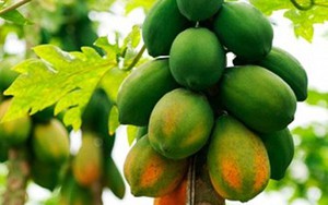 Sự thật chưa hề biết về cách tránh thai của người xưa bằng đu đủ