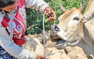 Ninh Thuận yêu cầu báo cáo vụ “ép dân mua bò già”