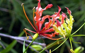Những loài hoa đẹp trong “hồ sơ thần chết” ở Việt Nam