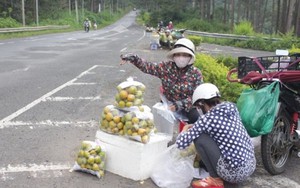 Hồng Đà Lạt rớt giá do khâu trung gian