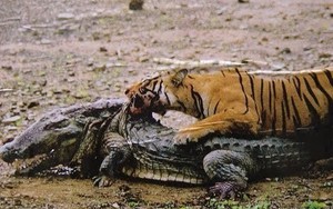 2 lần tủi hổ của vua đầm lầy trước chúa sơn lâm