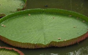 Chiêm ngưỡng loài sen có lá rộng đến 4 mét ở Việt Nam