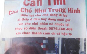 Mất chó khôn, chủ treo phướn khắp nơi để tìm