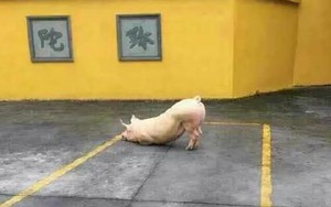 Kỳ lạ chú lợn quỳ trước cửa chùa hàng tiếng nghe kinh