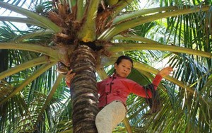Người mẹ trèo dừa