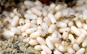 Trứng kiến đen có phải là thần dược cải thiện sinh lý đàn ông?