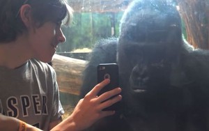 Kinh ngạc với phản ứng của khỉ Gorilla khi xem ảnh đồng loại từ Iphone
