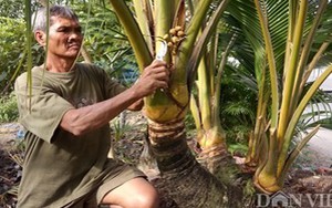 LẠ: Cây dừa 8 thân, 8 đọt “quái” nhất miền Tây