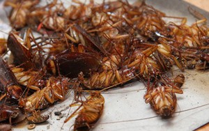 "Tuyệt chiêu" bẫy gián đơn giản không dùng hóa chất