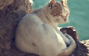 Mèo có thể uống nước biển thoải mái mà không chết