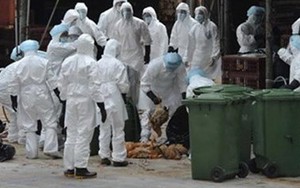 Xuất hiện người nhiễm cúm A/H9N2 đầu tiên