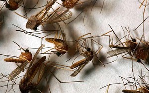 Vài mẹo nhỏ khiến muỗi phải chạy "bán sống bán chết" khỏi nhà bạn