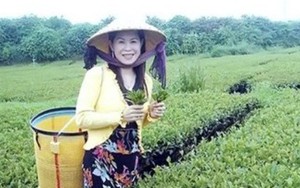 Nữ giám đốc bị sát hại: Thanh toán nợ, thu mua chè sau tang lễ