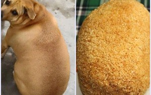 Xuất hiện chú chó lạ "tròn như quả mít" khiến dân mạng khoái chí