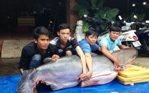 "Thuỷ quái" nặng 200kg, dài gần 2m được đưa về TP.HCM