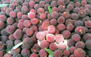 Sự thật về nguồn gốc quả thanh mai