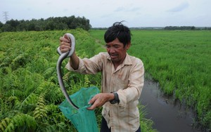 Săn rắn độc ở... Sài Gòn