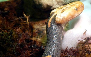 Loài rắn "quý phái" với cái đầu cực lạ ở Việt Nam