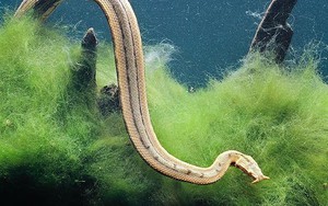 Loài rắn quyến rũ có "hai sợi râu" ở Việt Nam