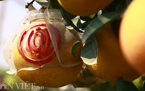 Lạc vào vườn cây “ngũ-thất-cửu quả” độc nhất vô nhị của nông dân U60 giữa Thủ đô