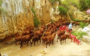 Bình Thuận: 160 con bò gây náo loạn suối Tiên