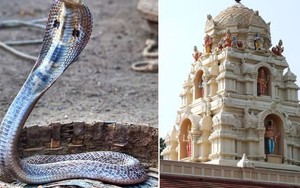 Chàng trai cưới rắn hổ mang vì tin vào người vợ "trong cổ tích"
