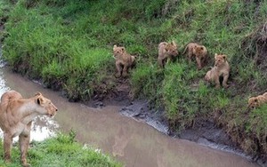 Hãy nhìn cách sư tử dạy con - bài học cho chúng ta!
