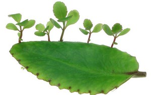 Những lợi ích "kỳ diệu" của cây lá bỏng