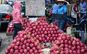 Thanh long giá bèo 3.000 đồng/kg vẫn vắng người mua