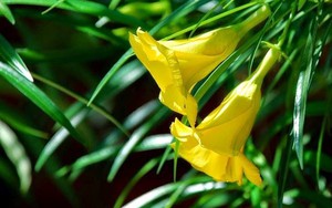 "Thần chết" mặc áo vàng rực rỡ