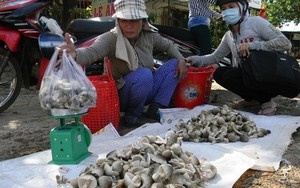Thương lái tranh mua nấm rơm Đồng Nai