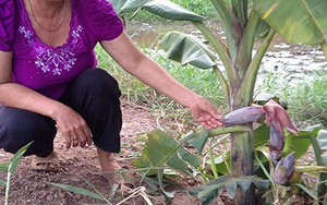 Kỳ lạ cây chuối trổ ba buồng