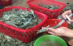 Nhận biết tôm bơm tạp chất như thế nào?