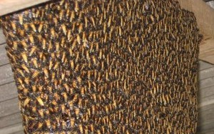 Dượng cột cháu gần tổ ong, ong chích cháu phải nhập viện