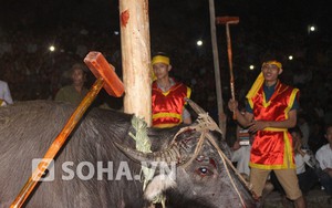 Phú Thọ: Hãi hùng lễ hội dùng búa đập vào đầu trâu đến chết