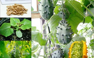 Trồng giống dưa chuột "quái đản" nhất thế giới không khó