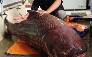 Cá hô “khủng” nặng 135kg dài 1,8m của Campuchia "đến" TP.HCM