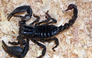 “Săn” bọ cạp chúa