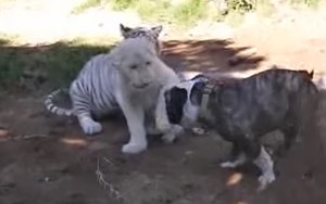 Pitbull trêu cả hổ lẫn sư tử: Danh bất hư truyền!