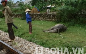 Nghệ An: Tàu hỏa tông hai con trâu văng xa 30 mét